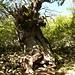 knorrige alte Bäume - auch so etwas gibt es auf Sizilien