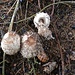 feine, geniessbare Riesenschirmlinge (macrolepiota procera)