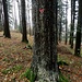 unzählige Harz-Spuren am Baum