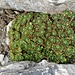 hübsches grünes Polster im Fels