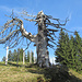 Baumtrilogie: Markierungspfosten, verwitterte Skulptur und 'noch' Natur