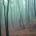 Regen- und Nebelstimmung im Wald unterhalb Termine. [http://www.hikr.org/gallery/photo113665.html?post_id=12517#1 Hier ein ähnliches Bild noch ohne frischgrünem Laub].