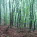 Regen- und Nebelstimmung im Wald unterhalb Termine. [http://www.hikr.org/gallery/photo113666.html?post_id=12517#1 Ein ähnliches Bild noch ohne frischgrünem Laub]