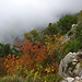 Fall colours on the trail to Goli Vrh