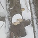 auch die Baumschwämme freuen sich über den ersten Wintergruss
