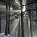 Lichtzauber im nebligen Wald bei der Holzegg