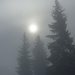Der Nebel hat uns wieder ... fast 100mH höher als beim Abmarsch, 1 1/4h zuvor.<br />Philosophisches: Nebeltannen bei Schuttannen