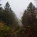 Aufstieg durch durch Nebelwald.