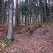 links der Wanderweg, voller Laub, nass und sehr matschig