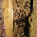 Sicherlich nicht die Erbauer dieser Baumhöhle, aber derzeitige Wohnungsbesetzer. Fliegende Ameisen.