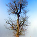 bald am Ziel im Nebel