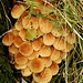 eine grosse (Baum)-Pilz-Gruppe