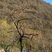 frutti di stagione