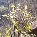 rinascita