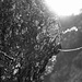 piccola rinascita