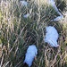 tracce di neve