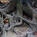 Mächtige Wurzeln eines Baumes am Fusse vom Високий Замок (Vysokyj Zamok; 413m)
