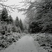 ... durch den leicht winterlichen Wald auf dem Sonneberg