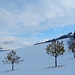 bei der Verzweigung Etzelstrasse: herbstliche Jungbäume in Winterlandschaft; mit Blick Richtung Buechberg