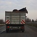 Pferdetransport im Lastwagen, in der Ukraine nichts ungewöhnliches.