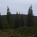 Auf gleicher Höhe mit dem bewaldeten, 1571,7m hohen Hügel Гора Велика Козьмеська (Hora Velyka Koz’mes’ka).