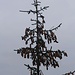 Die Gemeine Fichte (Picea abies) ist der weitaus häufigste Baum im Nationalpark. Die Berge und Hügel der Чорногора (Čornohora) sind unterhalb etwa 1600m meistens dicht bewaldet.