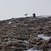 David stürmt dem Gipfel der Говерла (Hoverla; 2060,8m) entgegen.