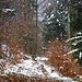 Winterliche Waldwege ...