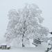 Baum mit Winterkleid