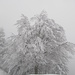 Die schneebedeckten Bäume waren heute ein beliebtes Fotosujet