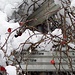 cartelli "inghiottiti" da neve e rovi