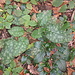 Pulmonaria officinalis. Boraginaceae.<br /><br />Polmonaria maggiore.<br />Pulmonaire officinale.<br />Gewoenliches Lungenkraut.