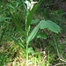 Langblättriges Waldvöglein, Cephalanthera longifolia