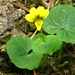 Gelbes Veilchen, Viola biflora