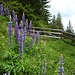 Lupinien blühen neben der Bergstraße zur Sarner Skihütte