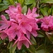 Alpenrosenblüte