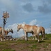 Haflinger auf dem Auener Joch
