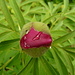 Bocciolo di Peonia Selvatica (Paeonia officinalis)