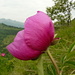  Peonia Selvatica (Paeonia officinalis)