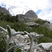 Edelweiss und Sassongher,in  die Dolomiten