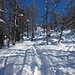 Dopo l'Alpe Leretta la salita continua nel bosco