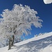 Kälte, Schnee und Wind - zeichnen für die heute so mannigfaltigen Baumkunstwerke 