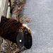 Schaf frißt Straße