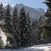 Blick aus dem winterlichen Wald zu den Waxensteinen u. zur Zugspitze