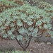 Euphorbia Atropurpurea