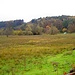 Schöne Herbstwiese südlich von Dahn
