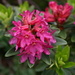 Alpenrose (Rhododendron ferrugineum)