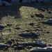 Auch die Tümpel auf den Wiesen sind schon gefroren.<br /><br />Anche i pozzi sui prati sono già ghiacciati.
