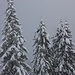 Frisch verschneite Landschaft, wie im Märchen.