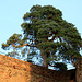 300-jährige Waldkiefer auf der Burgmauer